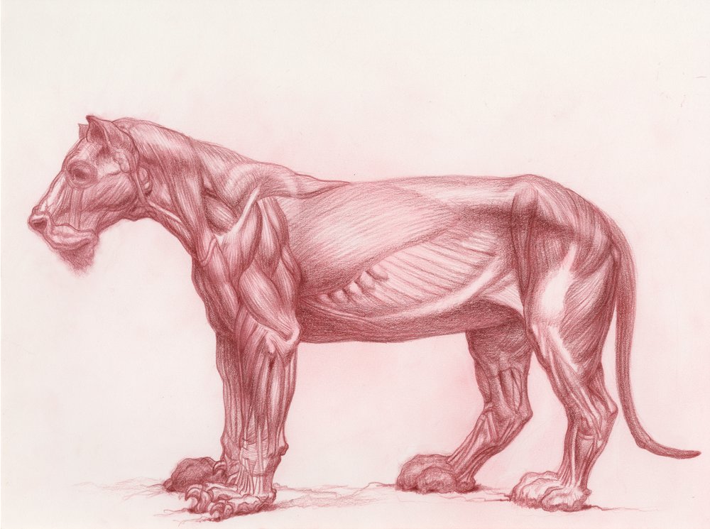 Michael Hensley Gallery: Animal Anatomy, Anatomical Drawing — Michael M.  Hensley Located in Taos, NM — MICHAEL M. HENSLEY