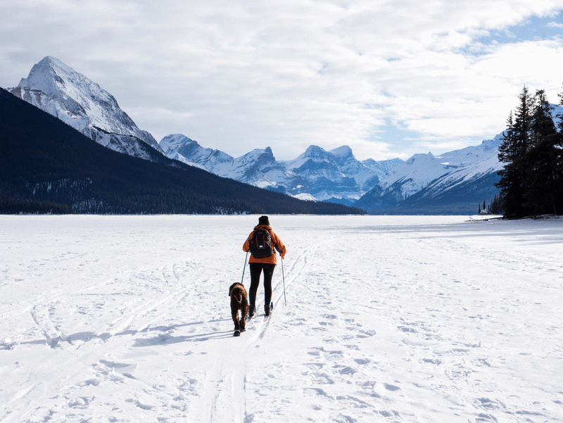 cross-country-skiing-with-dog-in-jasper-national-park-alberta-canada_800.gif