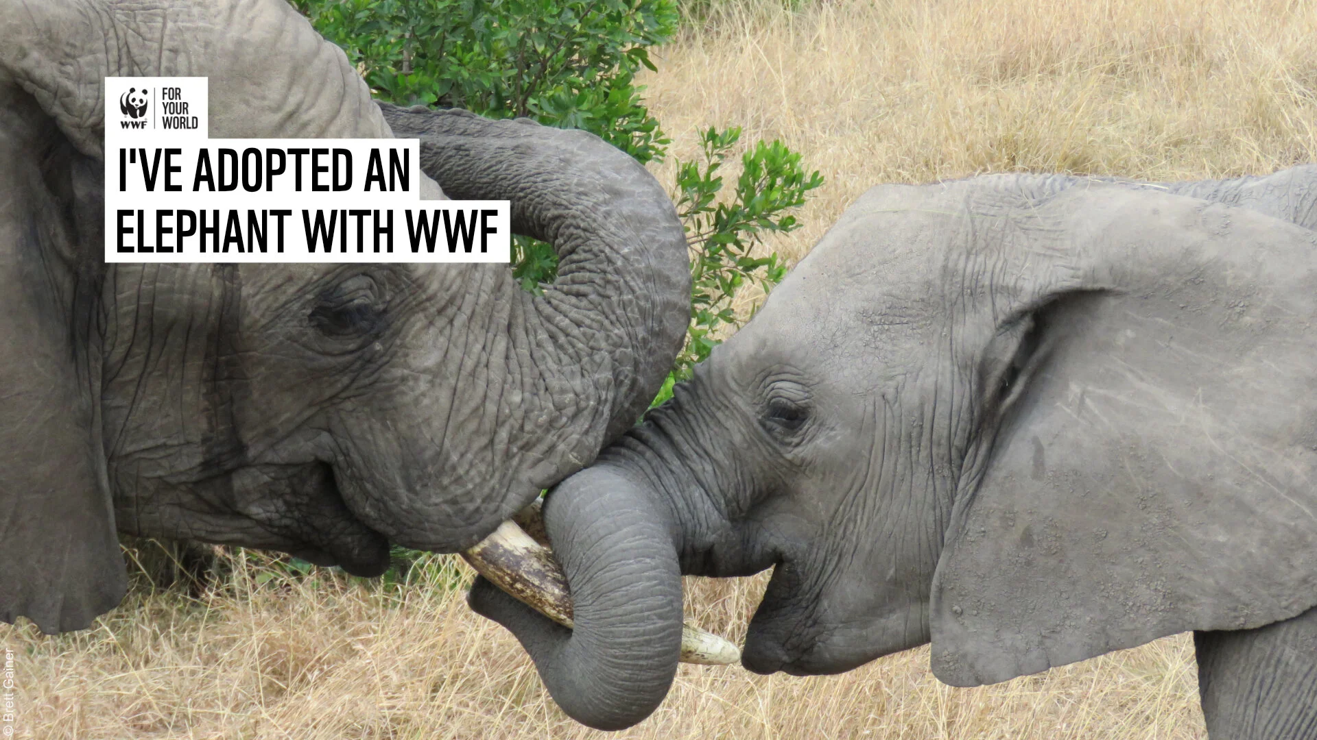 Financial wellbeing...and adopting an elephant