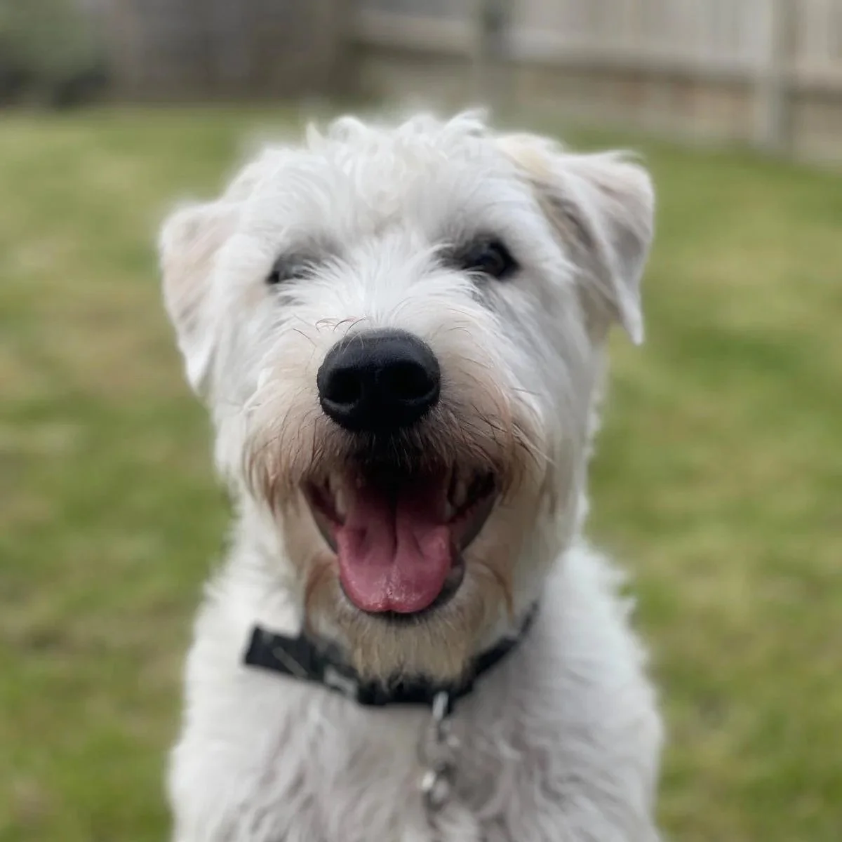   MONTY   Chief Happiness Officer   Monty is the unofficial heart of the JJFS office and takes his role as Chief Happiness Officer very seriously. You’ll usually find him stationed under desks, on patrol across the office, or keeping a close eye on a