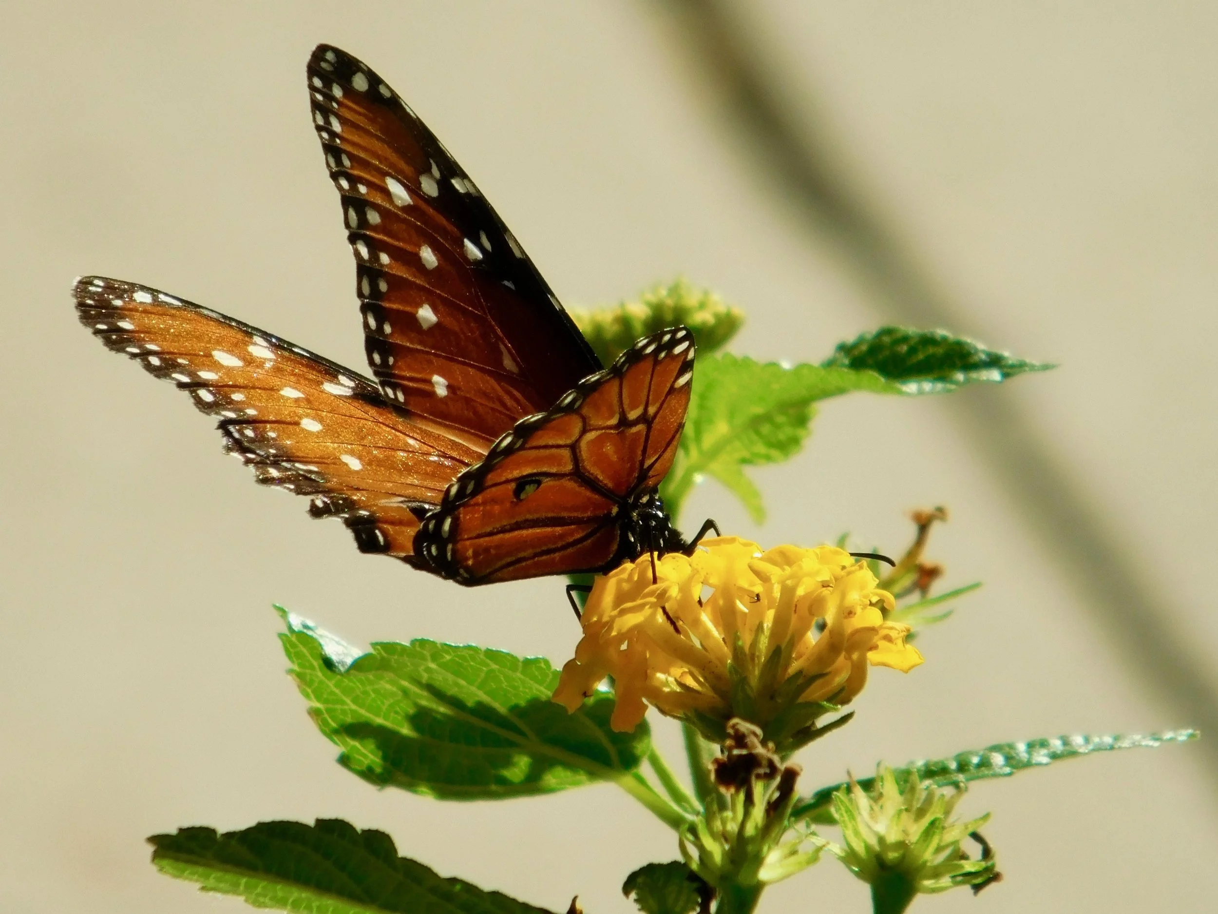 20161030 butterfly creekside.jpg