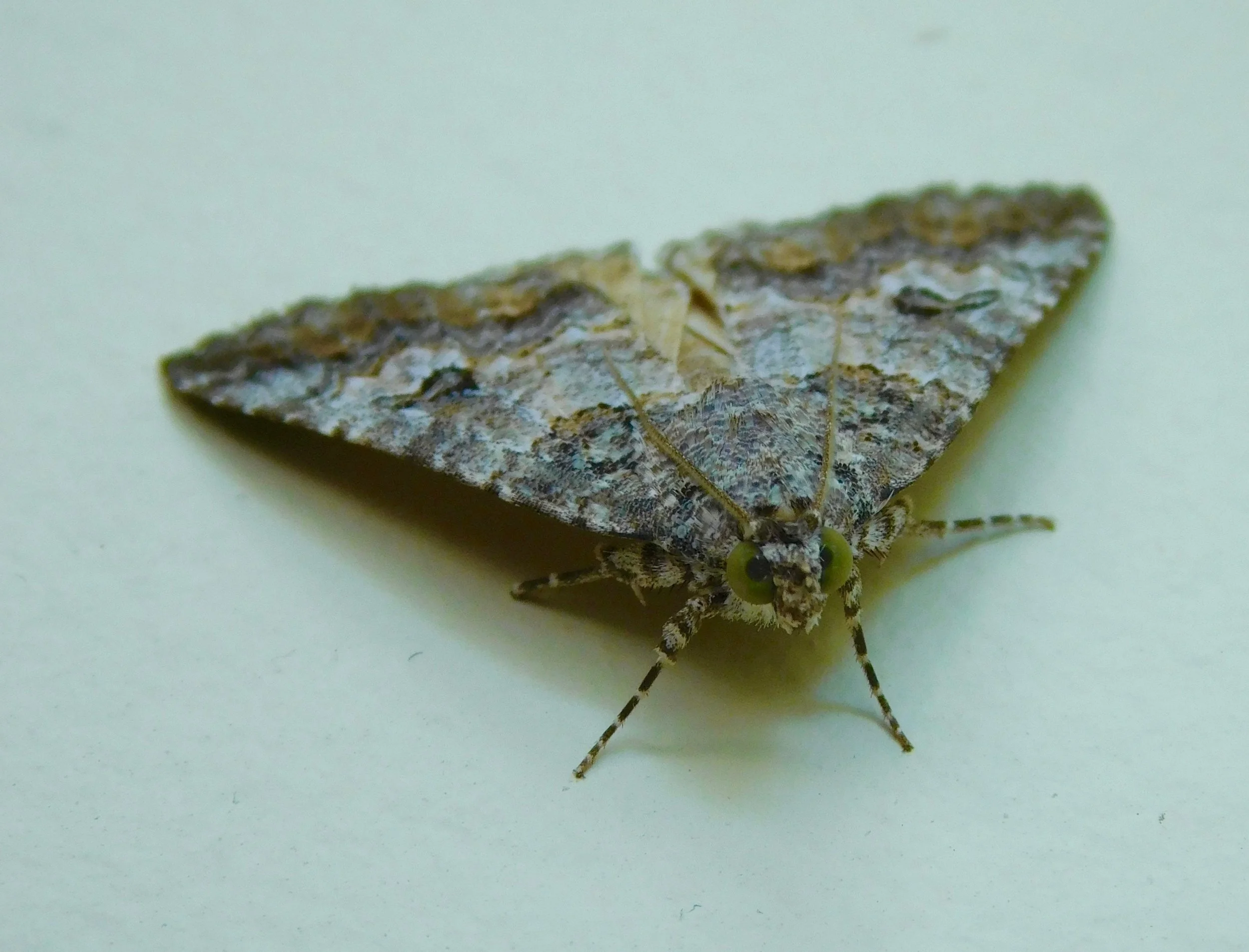 20160922 moth on wall.jpg