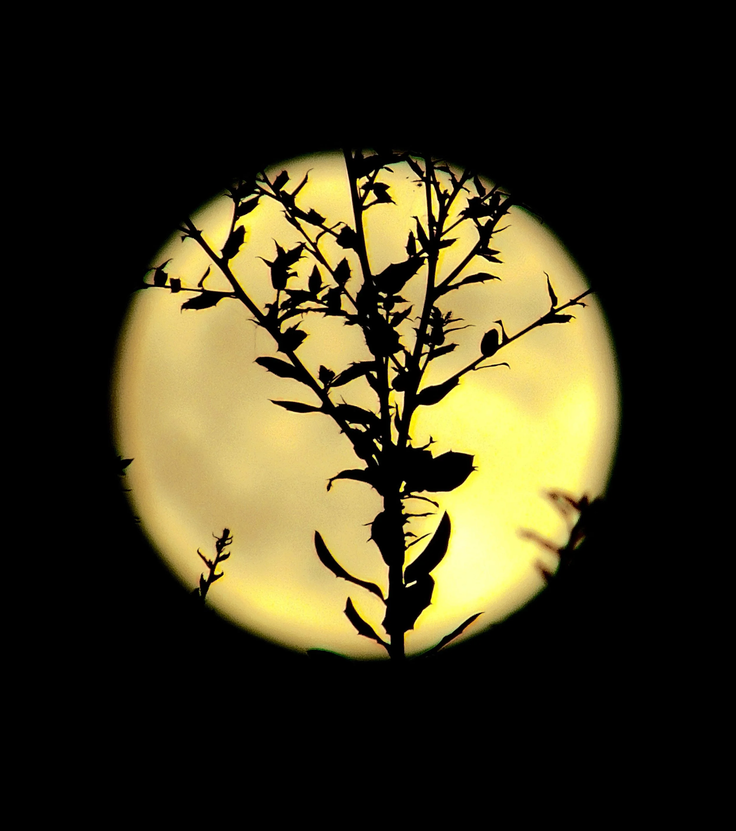 moon backlight tree