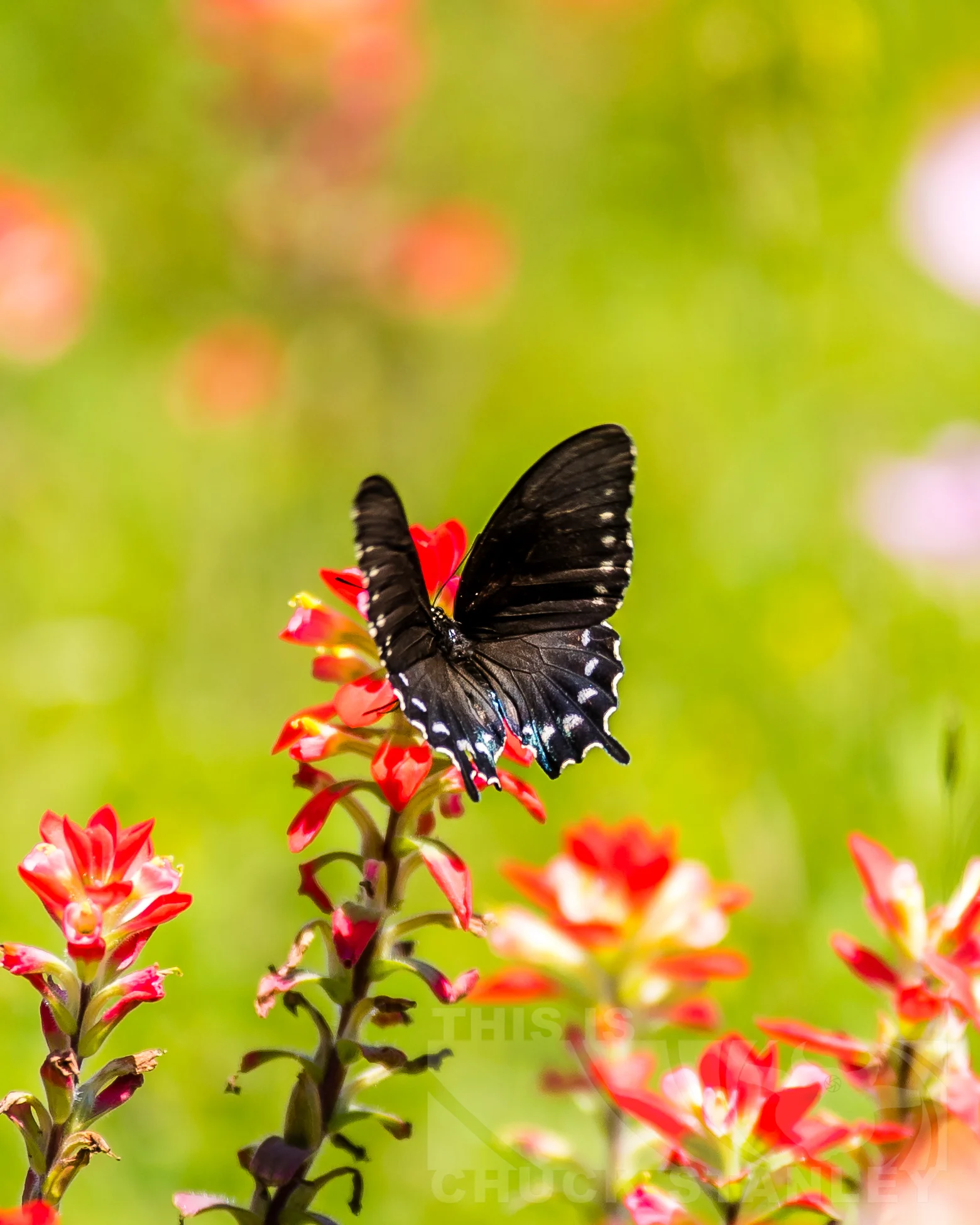 20190409 BUTTERFLY 05.jpg