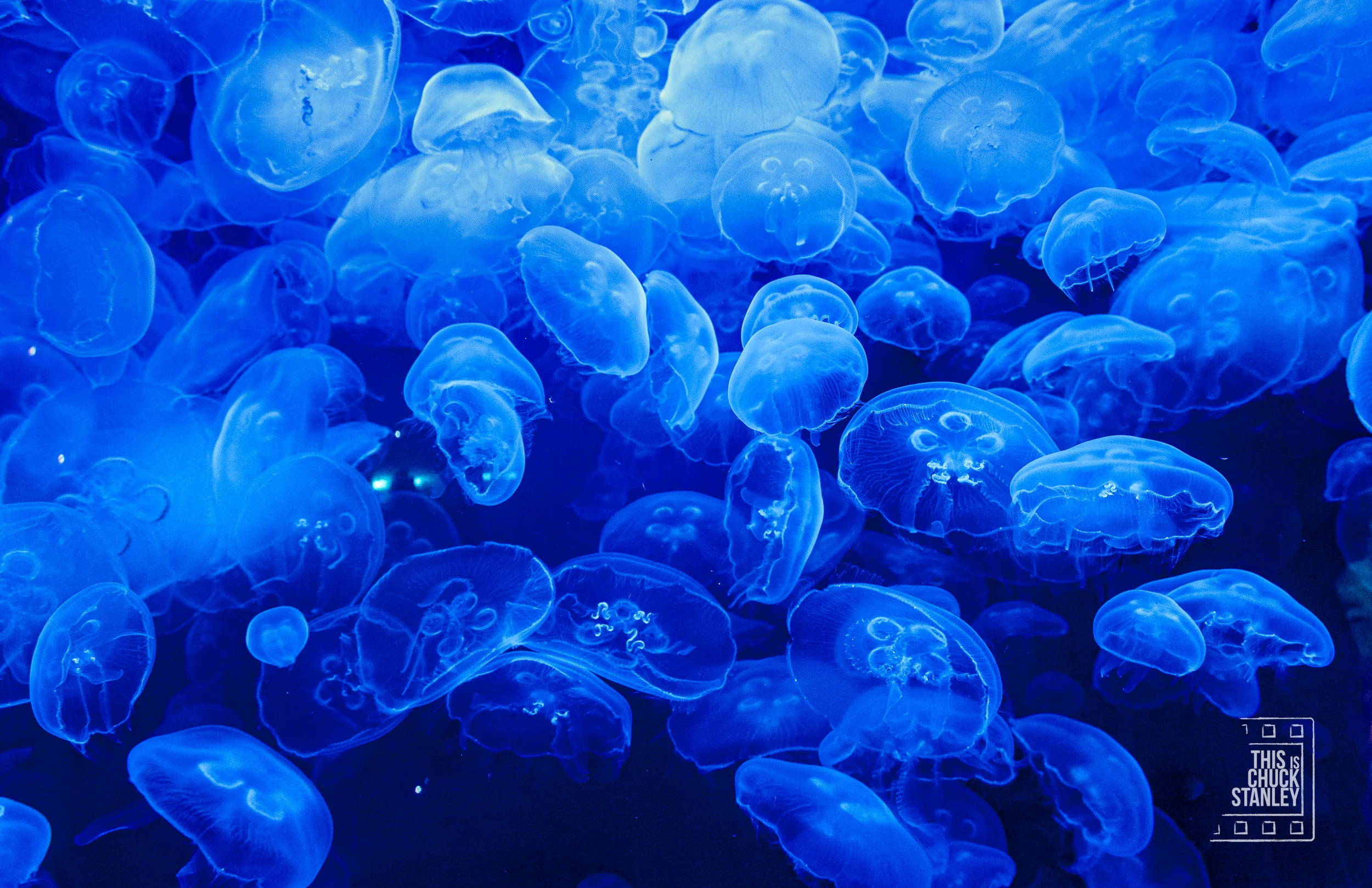 20190625 COLORADO JELLY 02.jpg