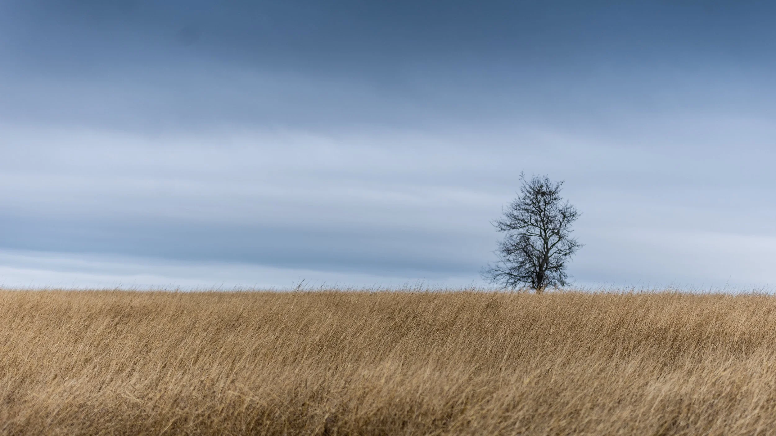 20191128 TREE FIELD LANDSCAPE 02-min.jpg
