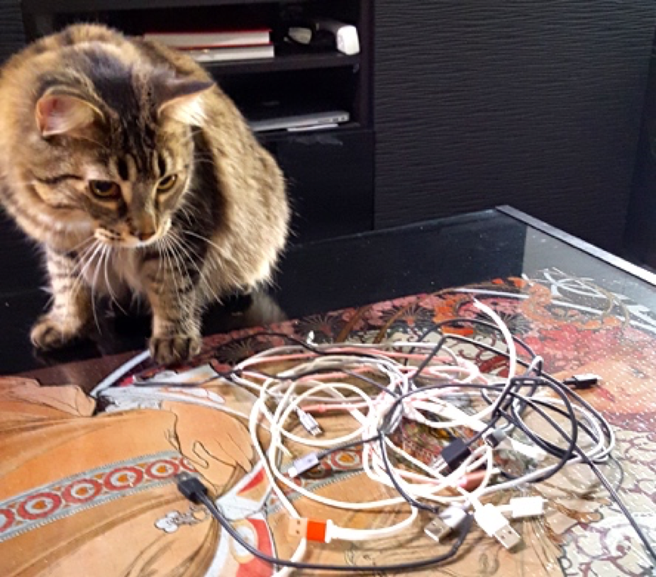 IBM_IBMer_Dinesh_Nirmal_Martyna_DB2_cat_kitten.png