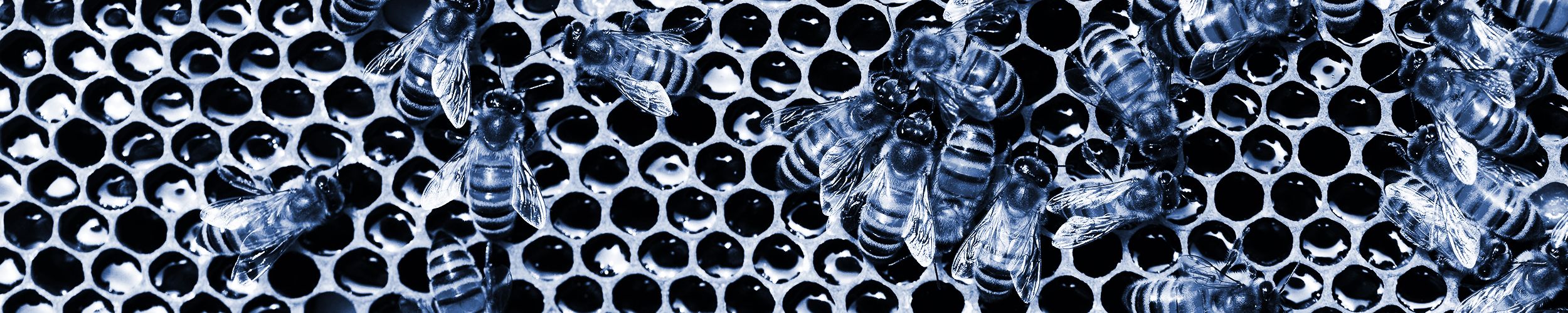 Michal Bodziony: Bee Keeper, Architect for Security, and Sailor