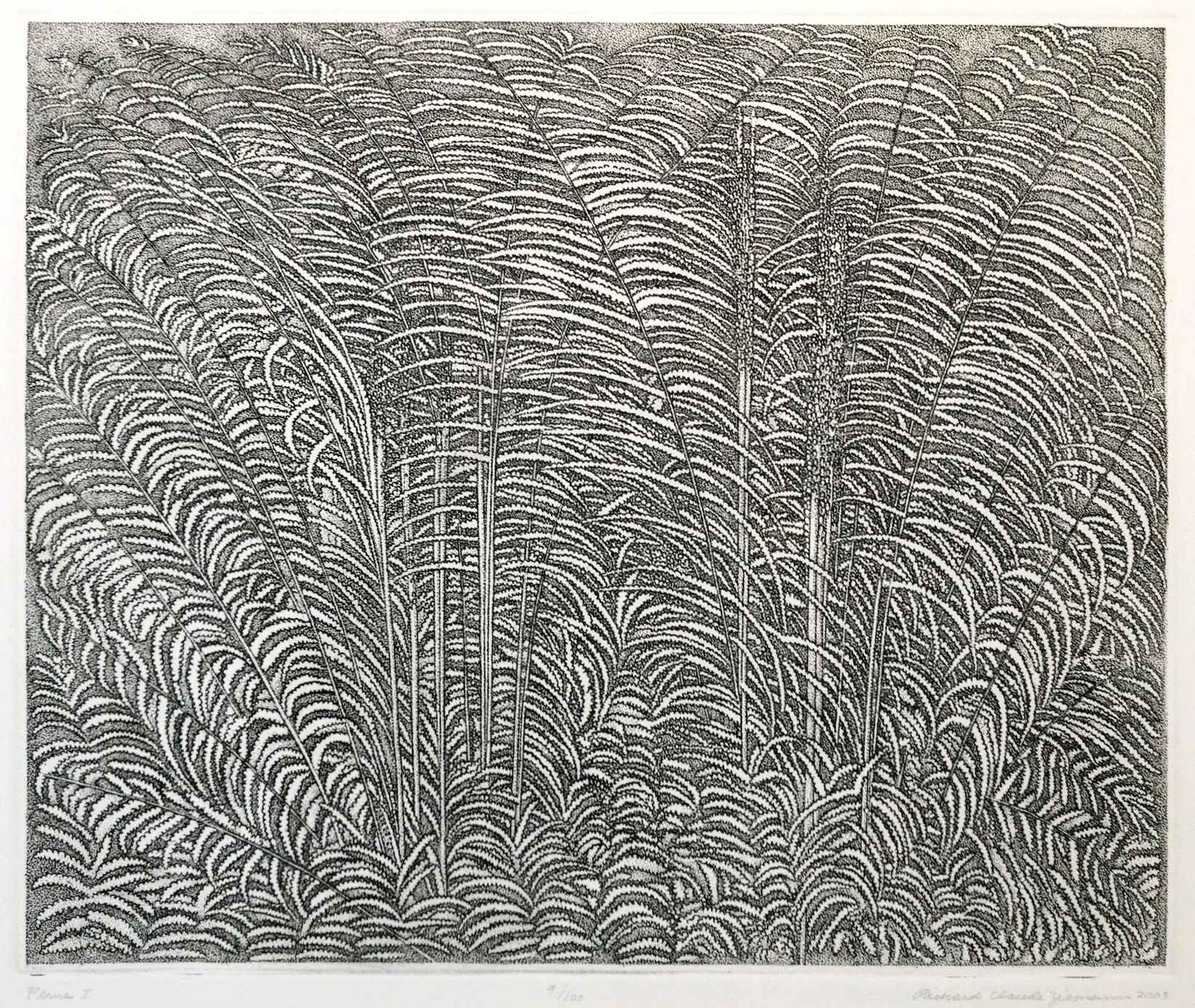 Ferns I