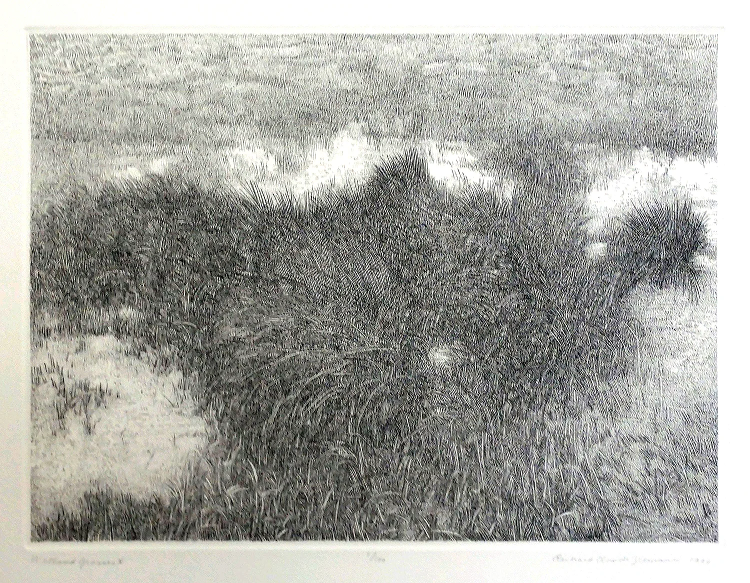 Wetland Grasses