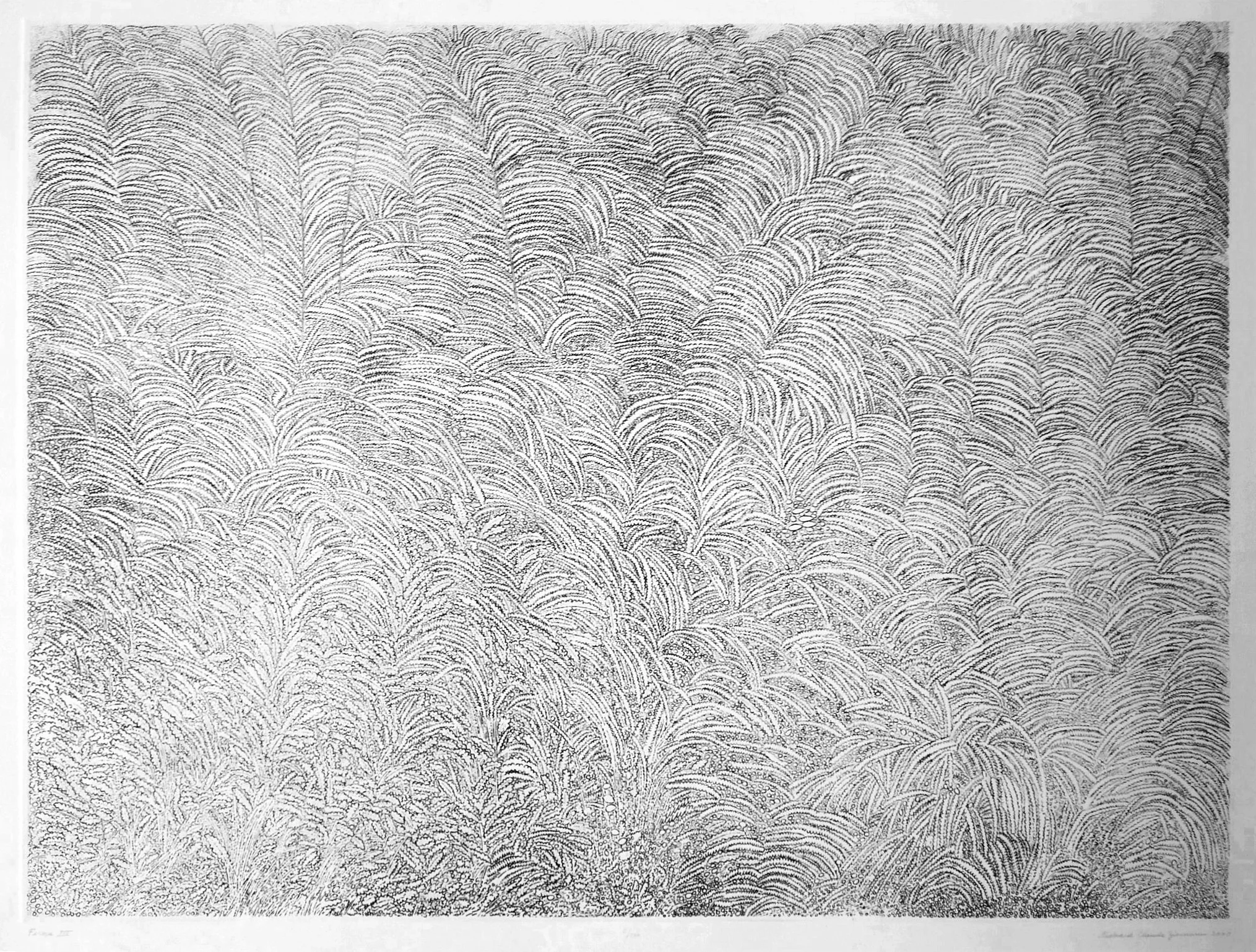 Ferns III