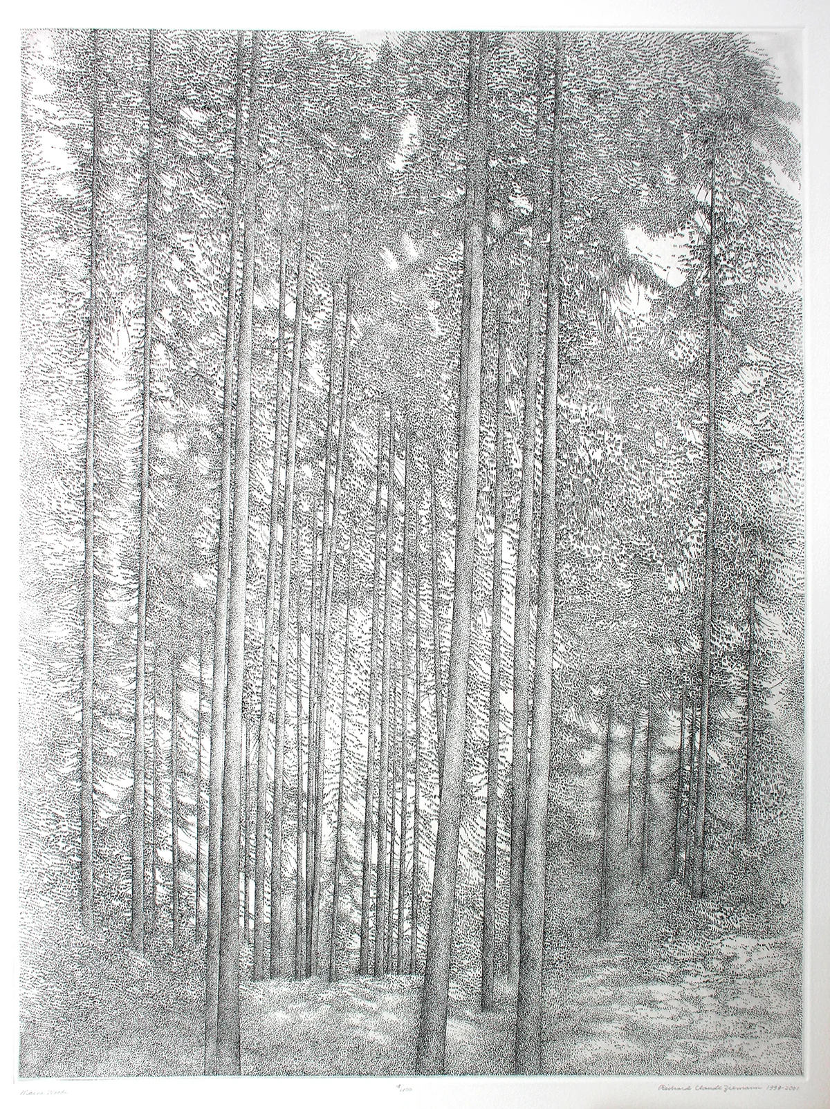 Maine Woods