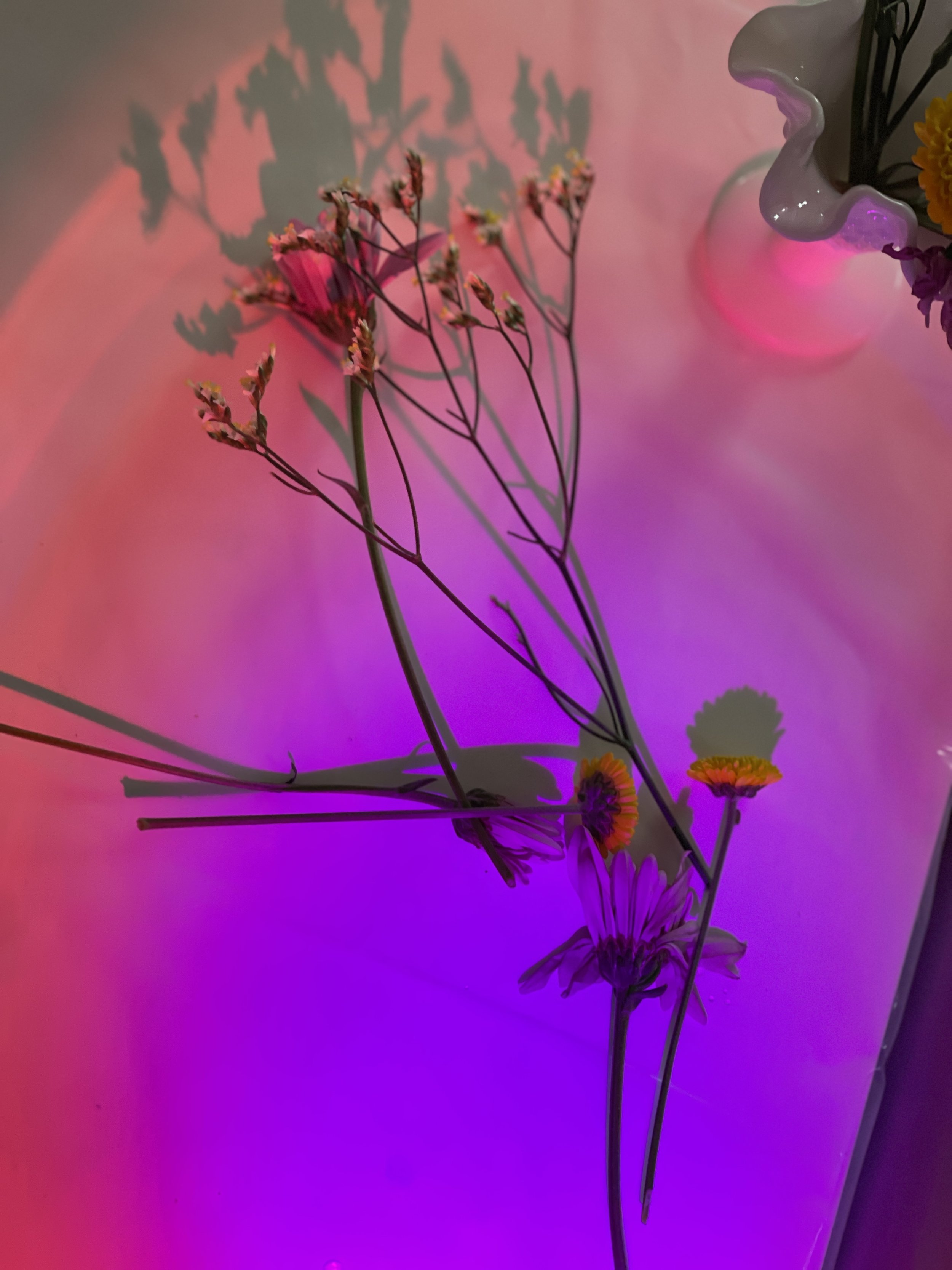 SHADOWPLAY WITH MIRANDA WILDMAN 4.jpg