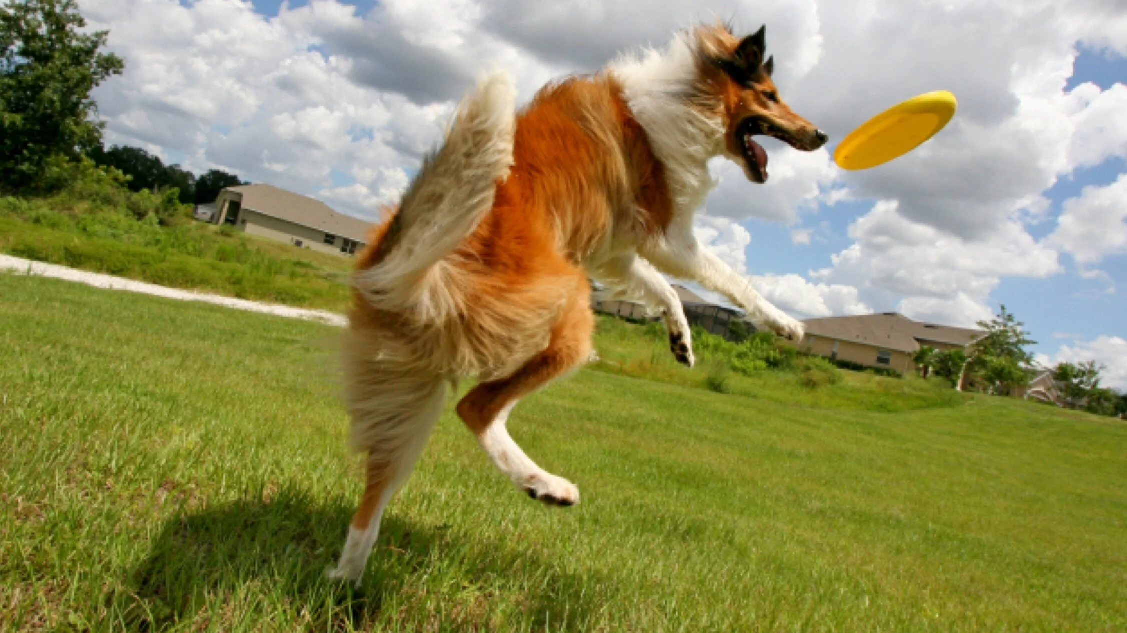 Petco+Thumbnail+2.jpg