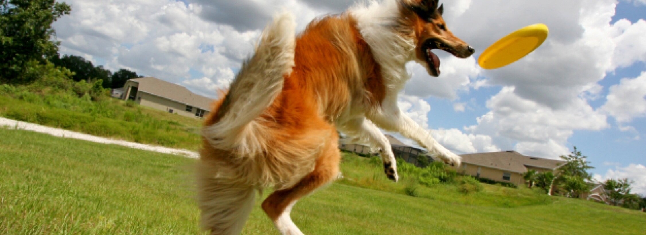 Petco+Thumbnail+2.jpg