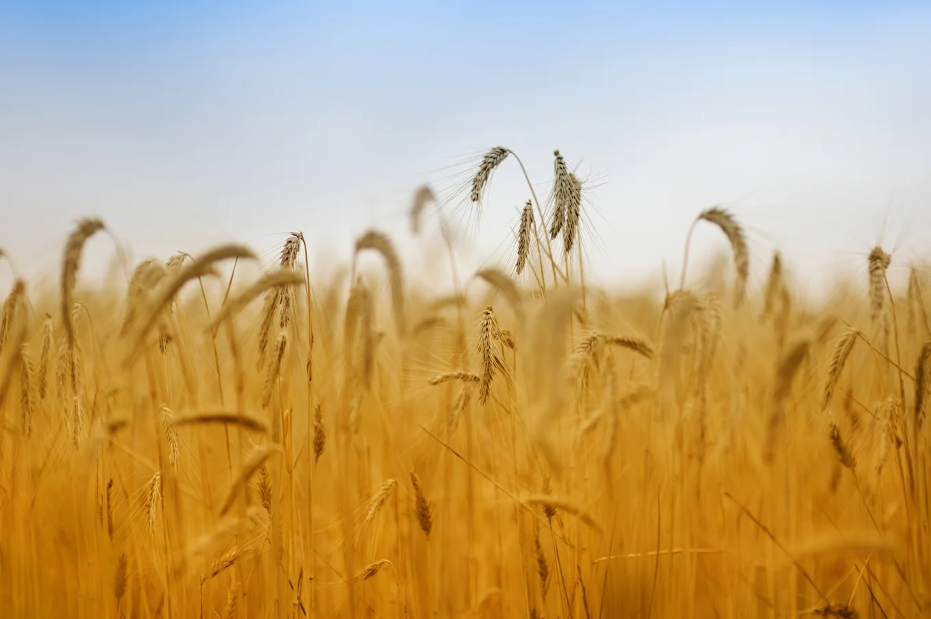 iStock_000017068698.jpg