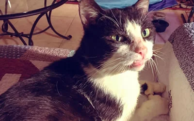 Too Long for the Bed: Hemingway's Swede Finds a Home