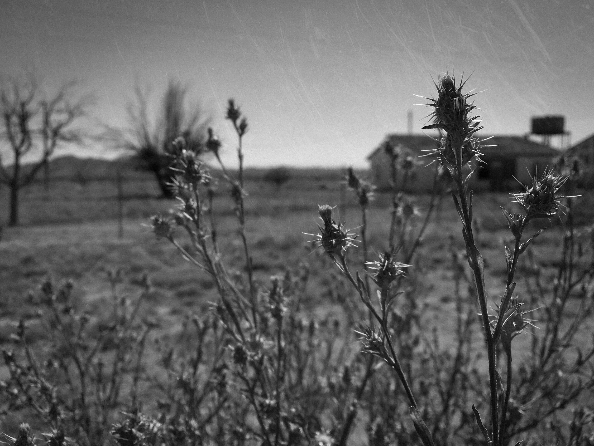 thistle.jpg