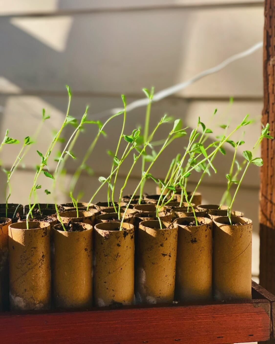 Hardening off my sweet peas. They&rsquo;ve been growing for about two weeks now and I&rsquo;m excited to get them in the ground this weekend!

When plants are started indoors they grow up very protected. There is no wind to knock them around and the 