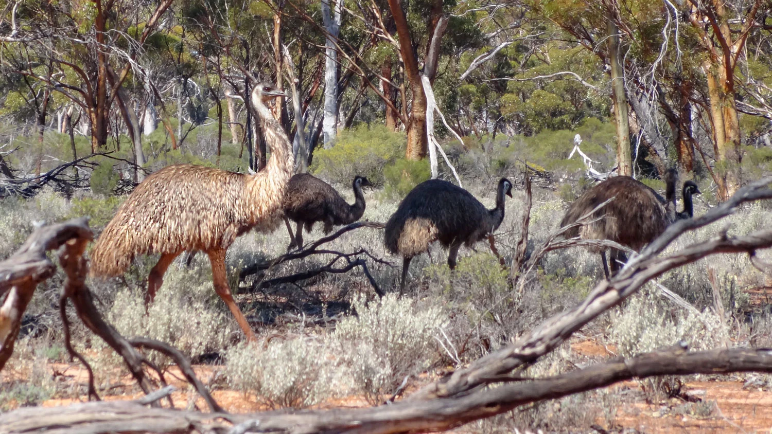 Treetop to bedrock: understanding resilience of Australia’s Critical Zone to human impact