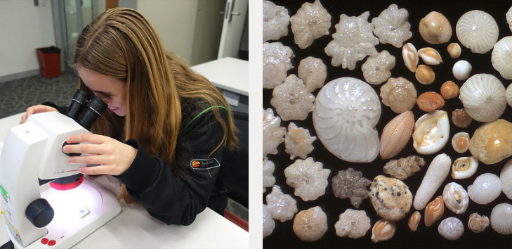 Inspecting foraminifera fossils underneath the microscope (left), which might have looked something like this (right). Image: Larisa Medenis and Psammophile .