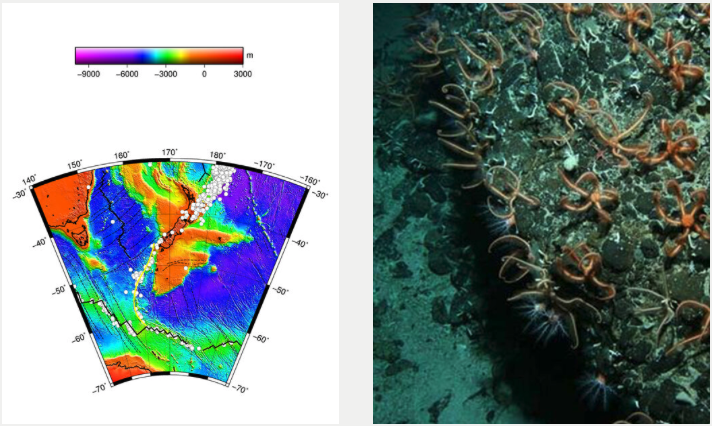The Macquarie Ridge Complex marks the convergence of I ndo-Australian ,  Pacific , and  Antarctic  plates, giving rise to underwater earthquakes (white dots in left image by  Pimvantend , NOAA, ETOPO) and marine life that are apparently happy with their slightly shaky setting (right, image by  NIWA via the ABC ).
