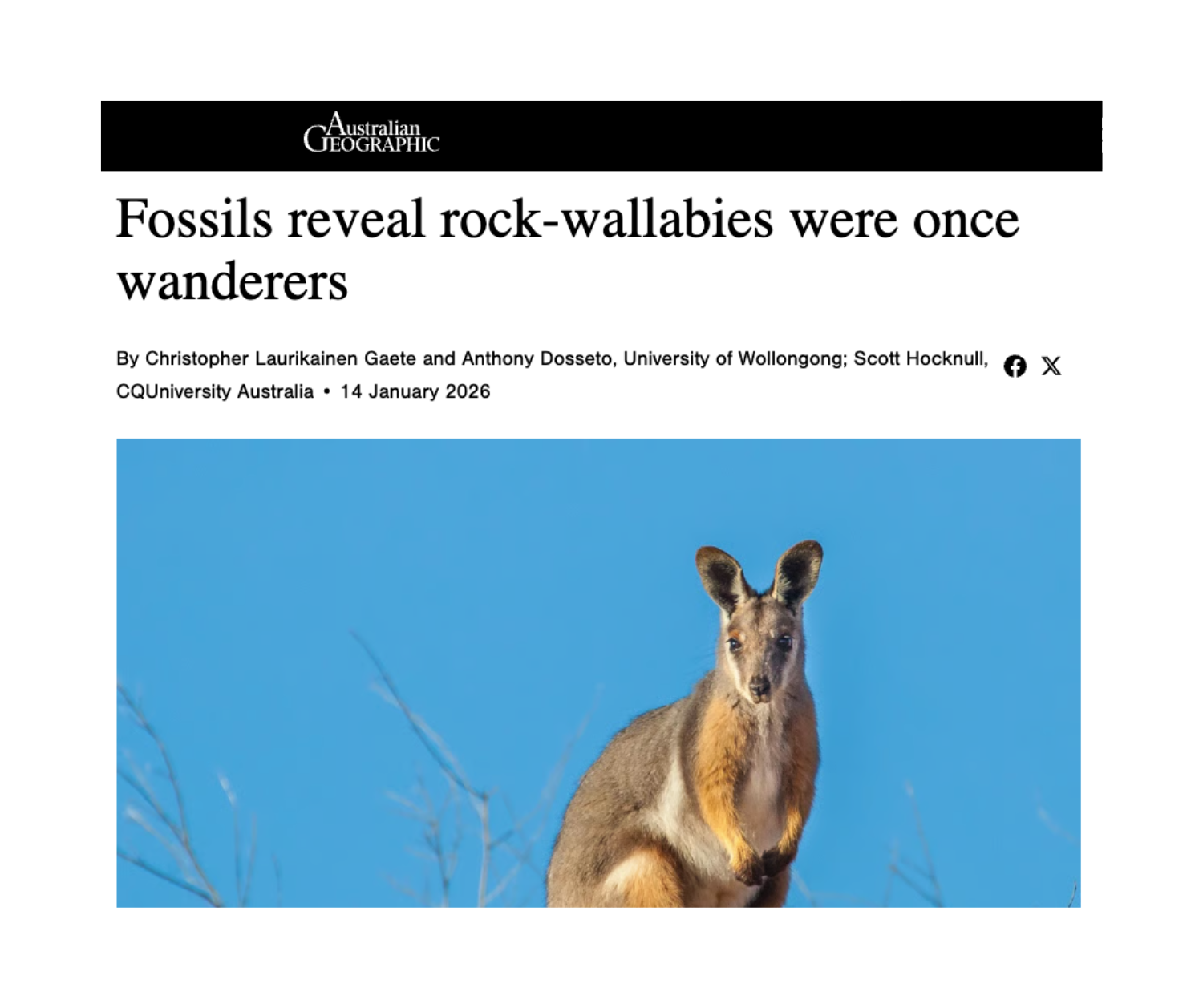 Fossils reveal rock-wallabies were once wanderers