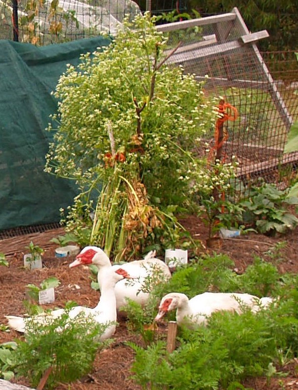 Local Seed for Local Success