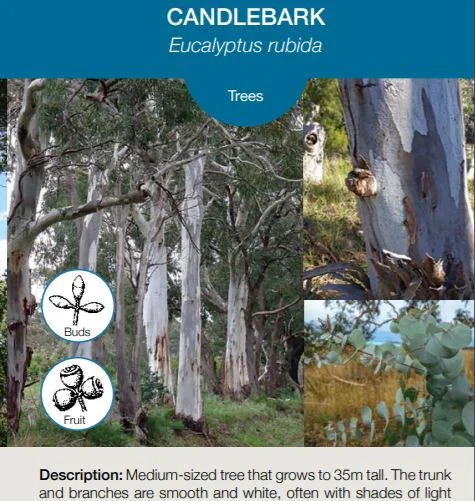 Flora of the Macedon Ranges