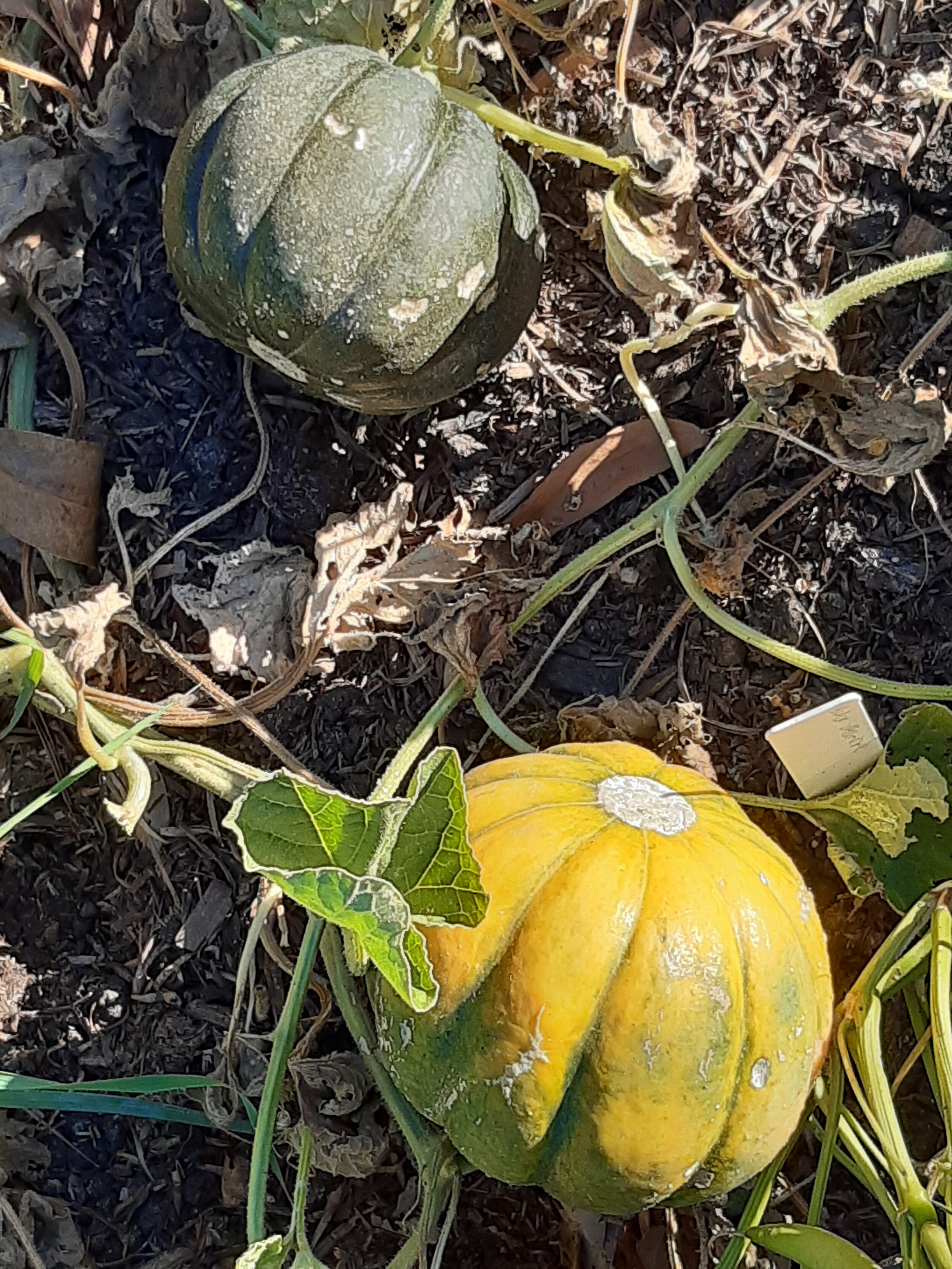 immature melon growing with fully ripe melon. Exhibiting changes in colour, aroma and feel. 