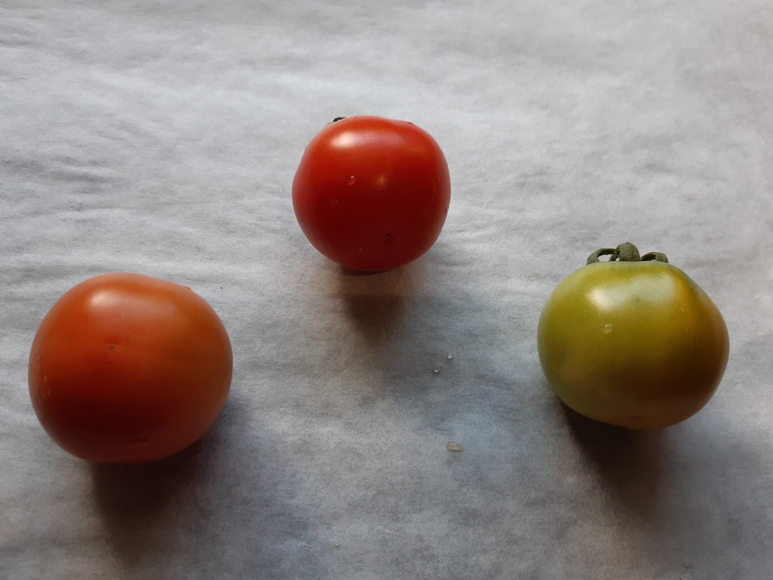  Tomatoes at various stages of maturity to ripeness. 