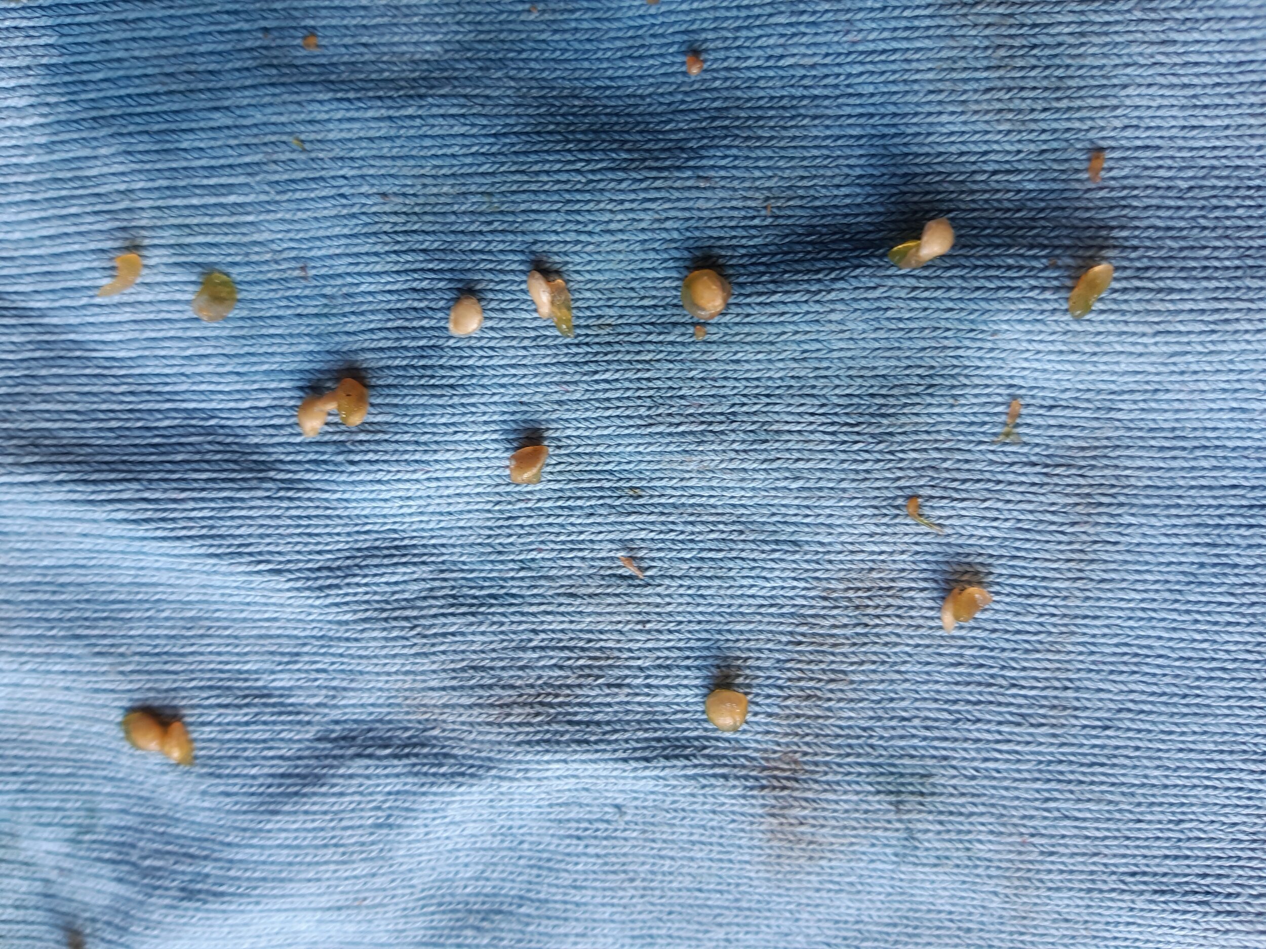  Clean tomato seeds for drying and curing. 