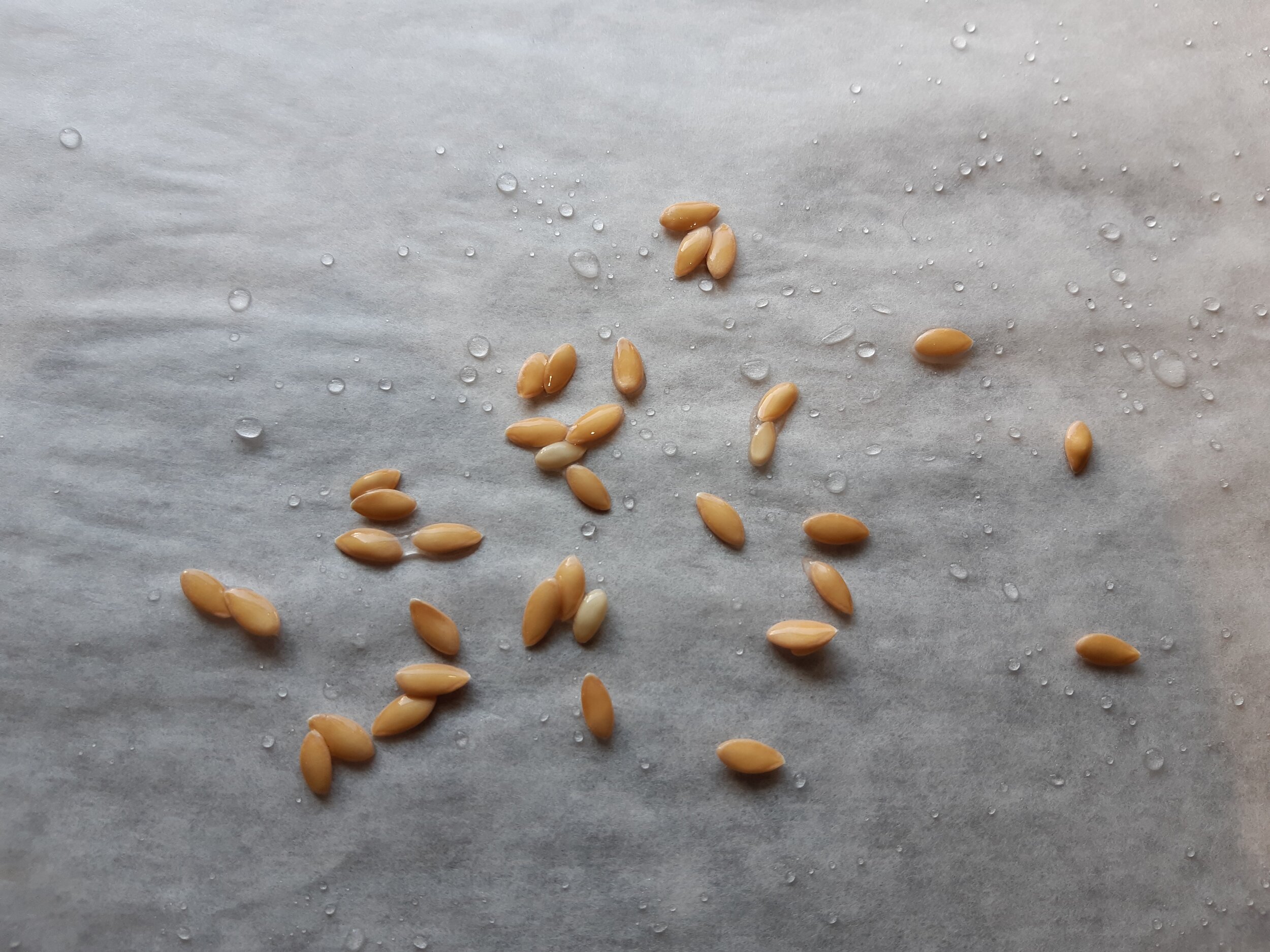  Melon seeds drying on silicon paper. 