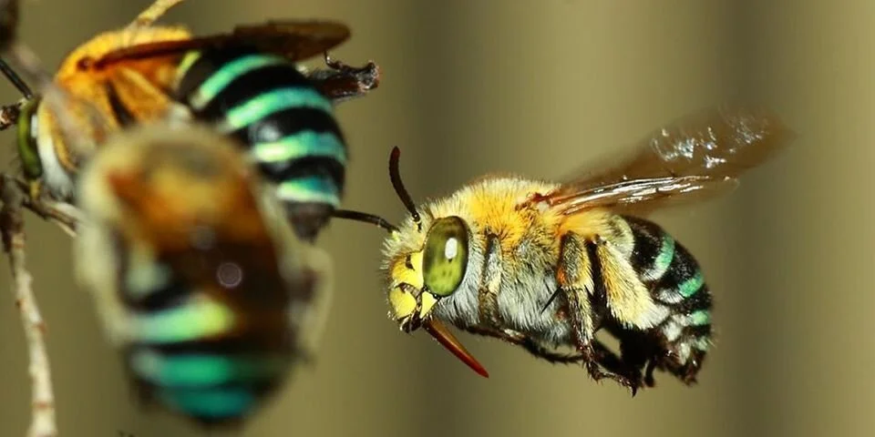Webinar: Pollinator Corridors with Mercedes Ramirez