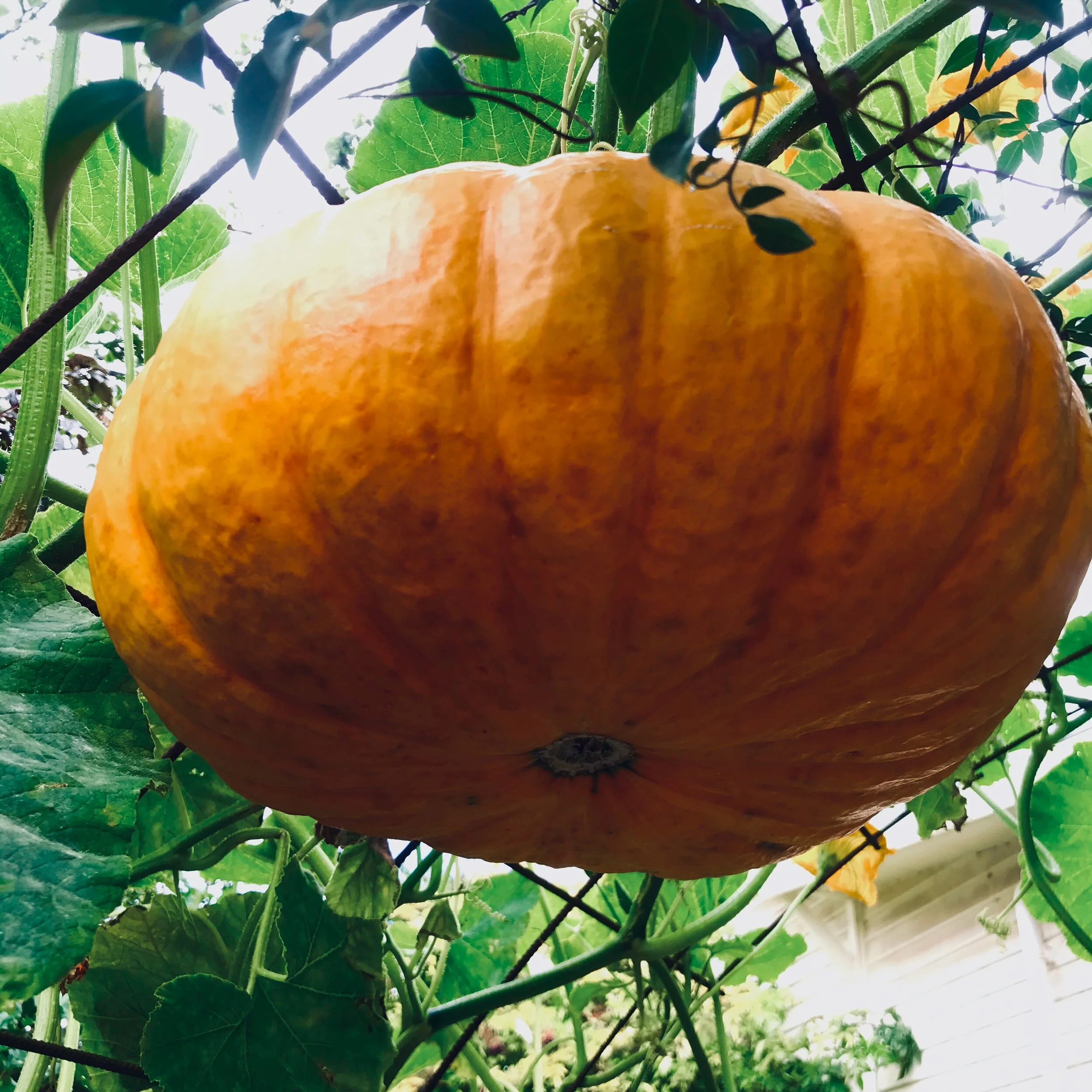 Produce Swappers Gardening Tips February 2021
