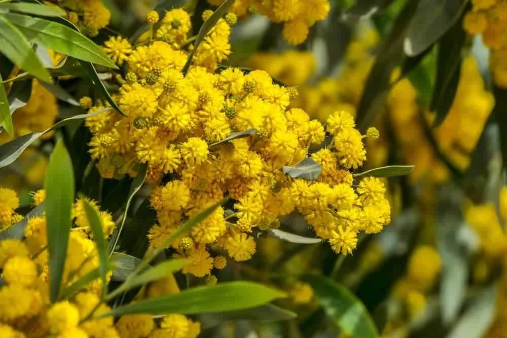 Australian-Wattle-Tree-Varieties.jpg