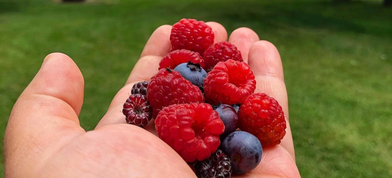 CANCELED: HARVEST: Raspberry &amp; wild blackberry picking 