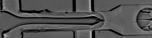 GIF courtesy of Patrick Stumpf, Matthew Rose-Zerilli, Rosanna Smith, Martin Fischlechner & Jonathan West at the Centre for Hybrid Biodevices & Cancer Sciences Unit at the University of Southampton