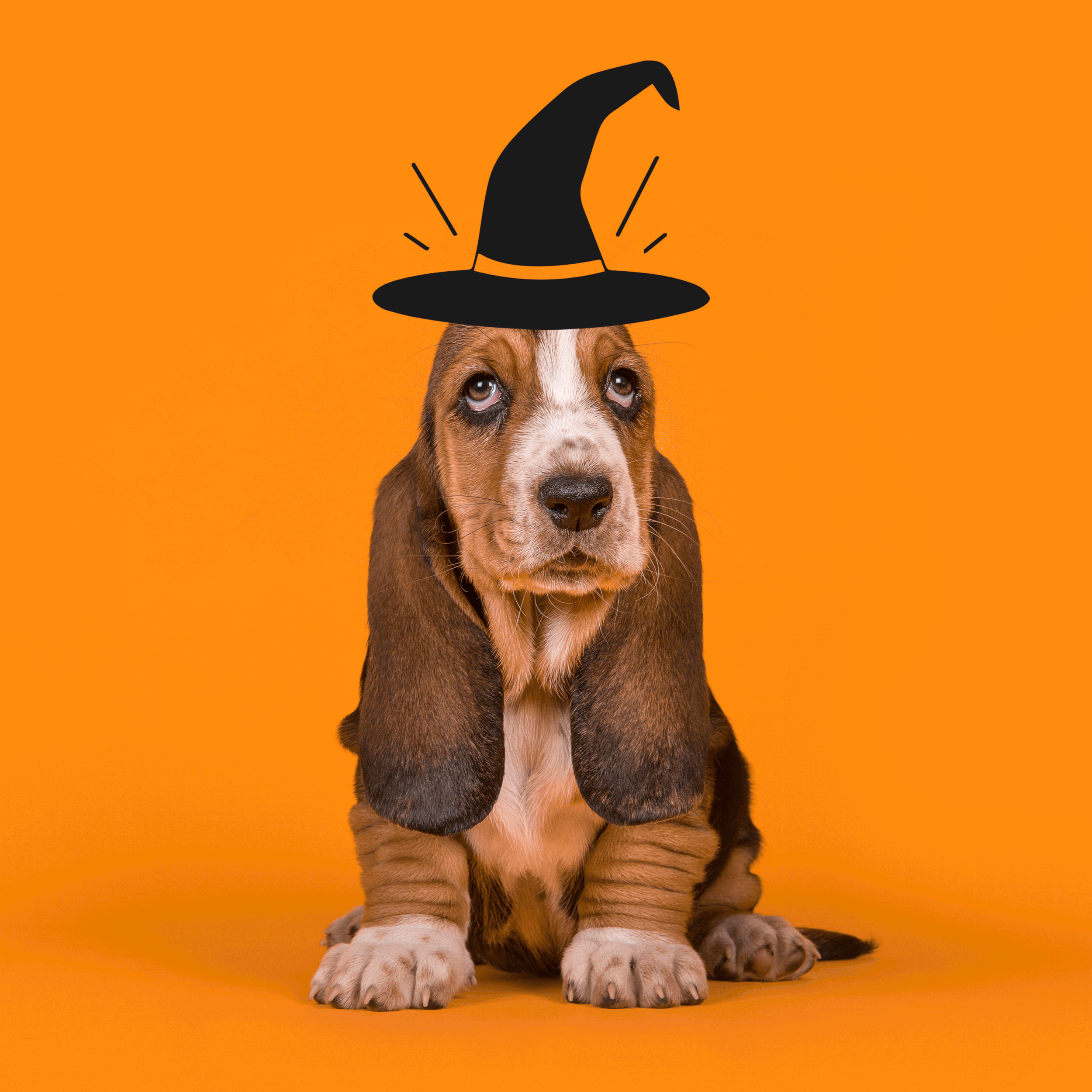 HalloweenGIF.gif