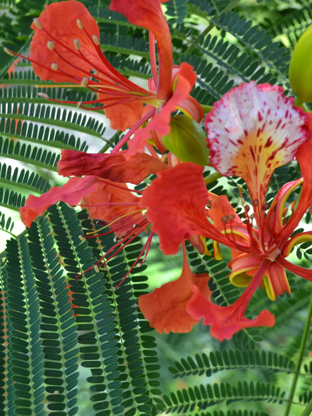flame-tree.jpg