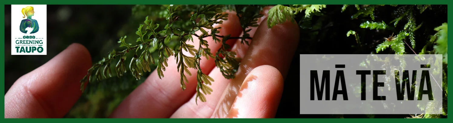 Fill your kete (7).jpg