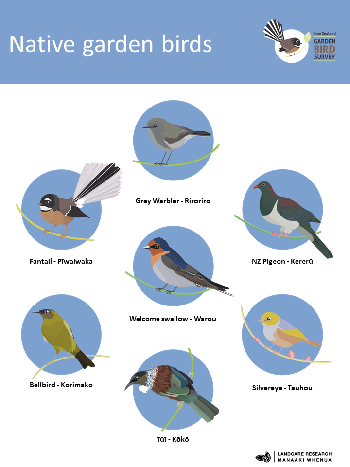 Manu/Birds of Aotearoa — Kids Greening Taupo | Learning Through Nature