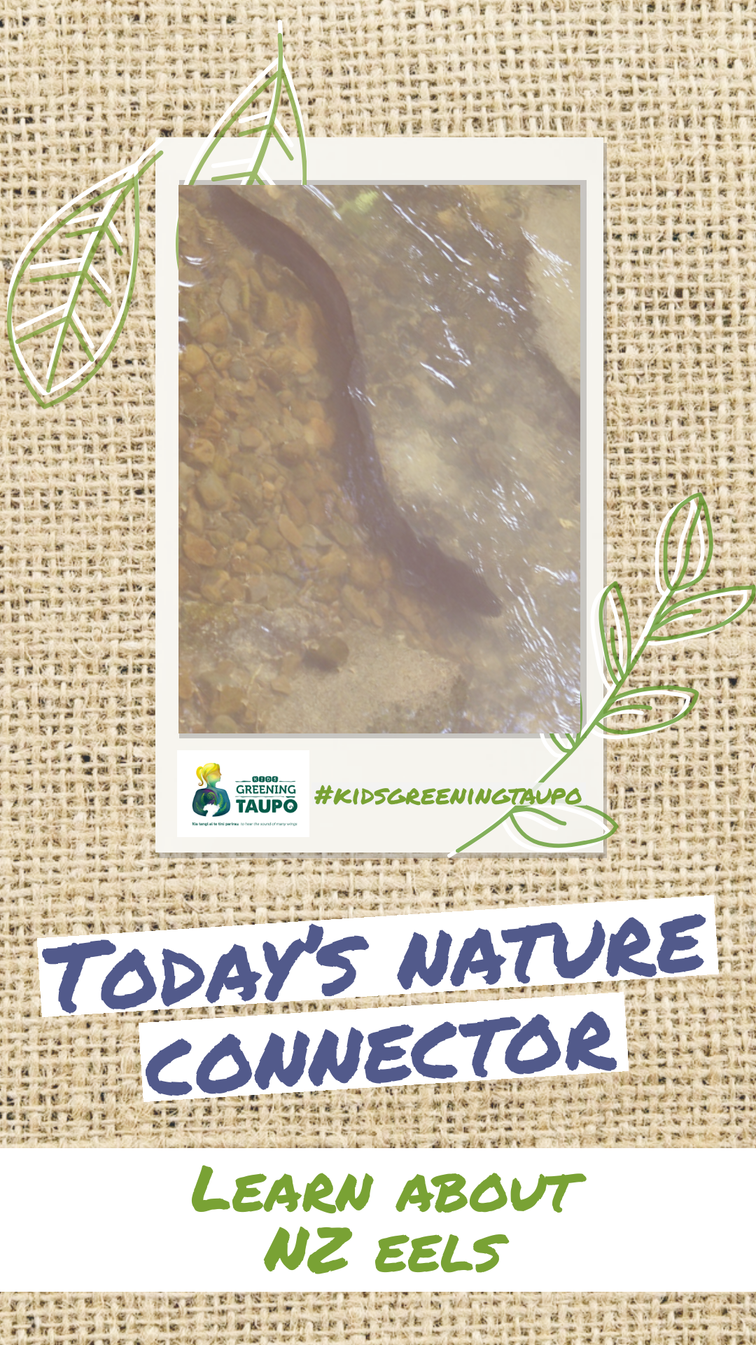 Learn About New Zealand Eels (Tuna)