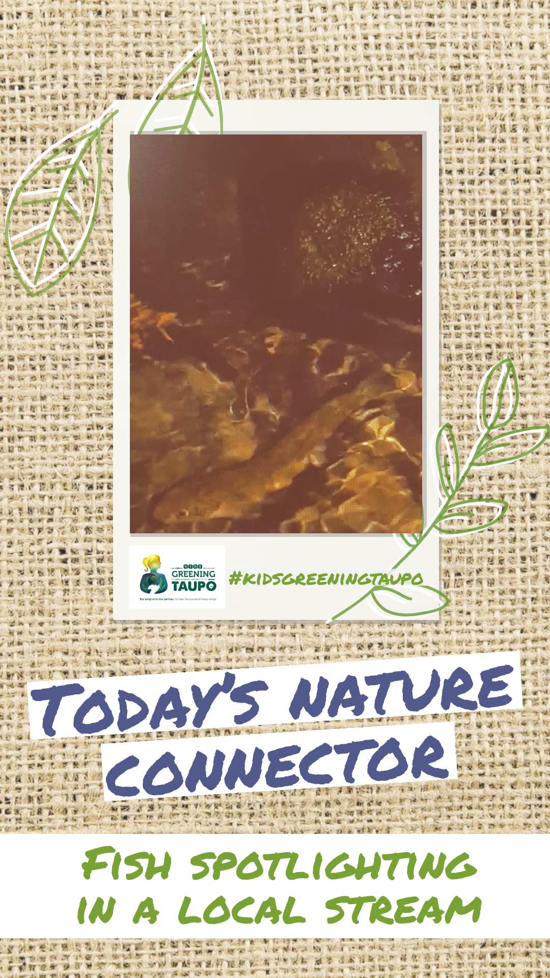 Go Native Fish Spotlighting in a Local Stream