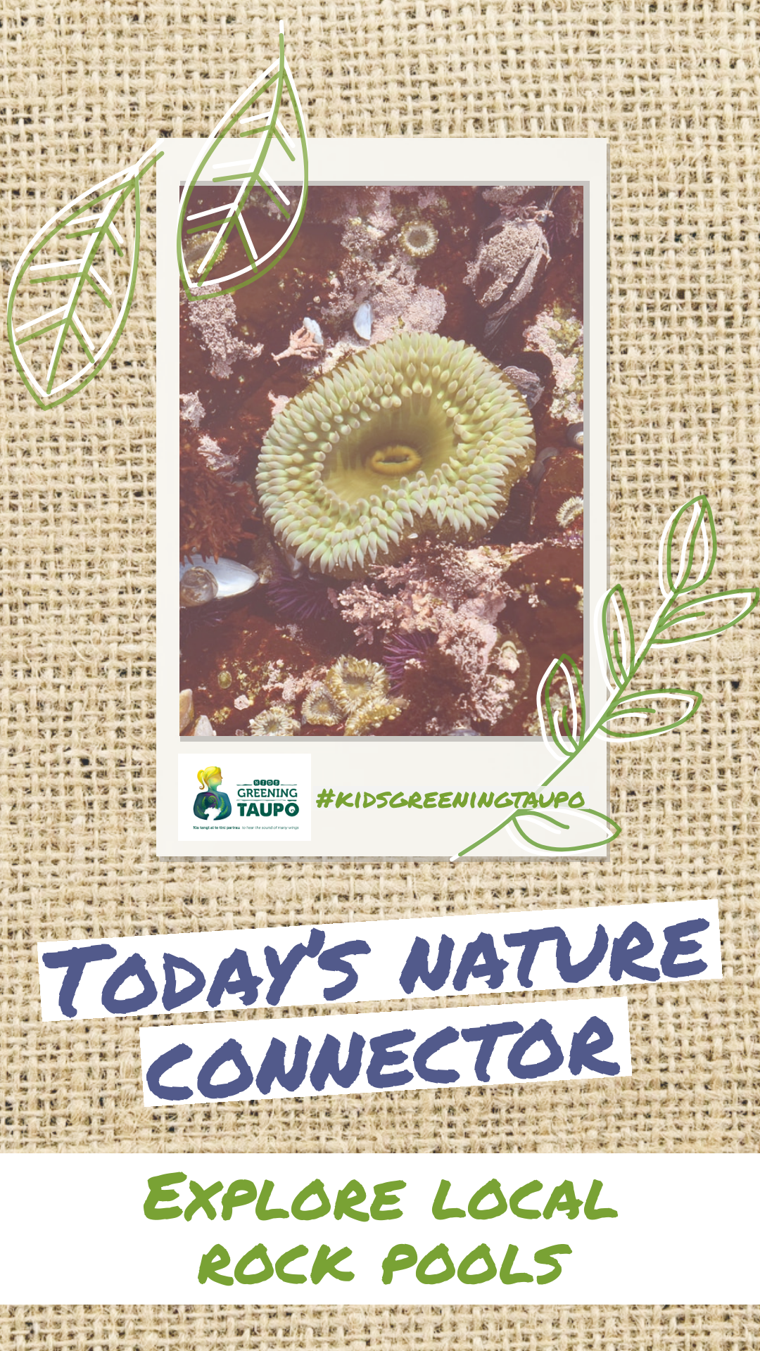 Explore Local Rock Pools