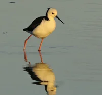 Pied_stilt.jpg