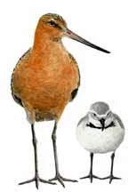 Miranda_Shore_bird_pic1.jpg
