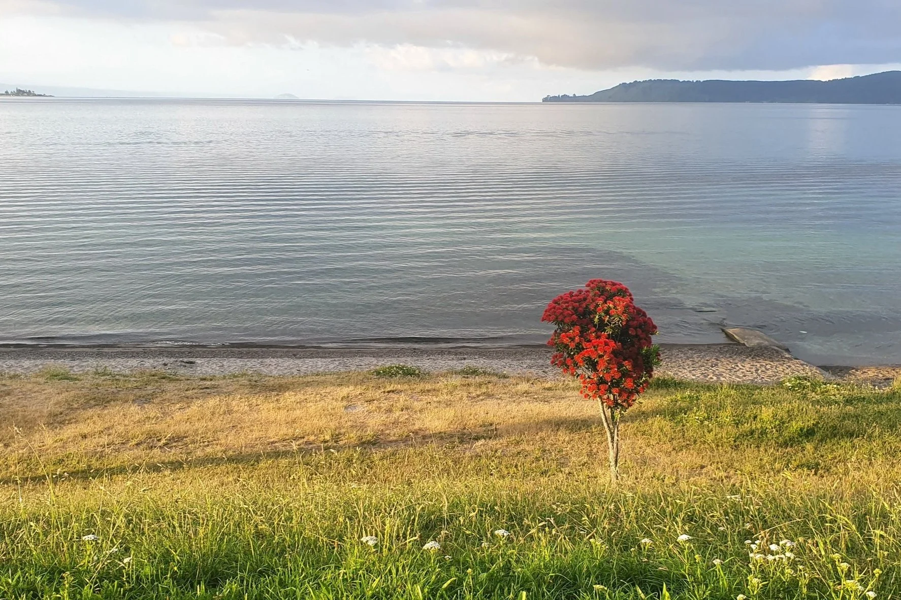 Celebrate the Season of Giving: Adopt a Hectare or Gift a Tree for Christmas Today!