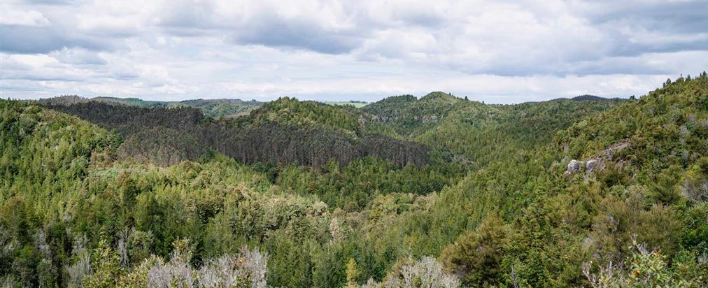 Field Trip: Working Bee Pureora 11-13th October 2024