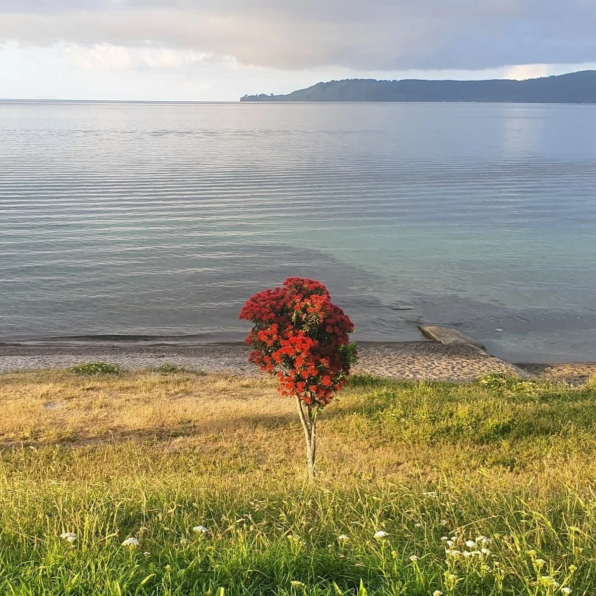 Celebrate the Season of Giving: Adopt a Hectare or Gift a Native Tree for Christmas!